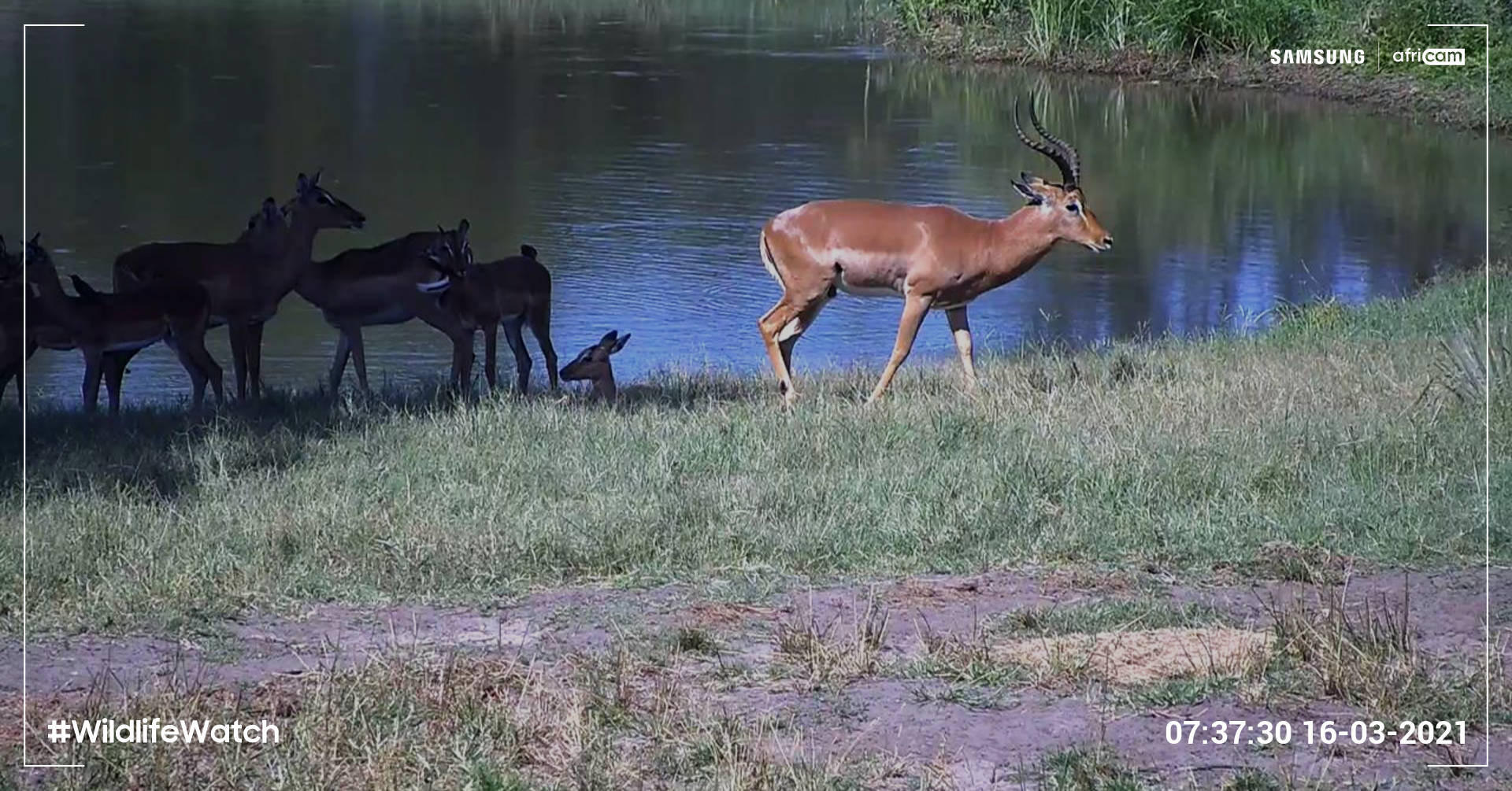 Wildlife Watch images taken with Galaxy S20 FE