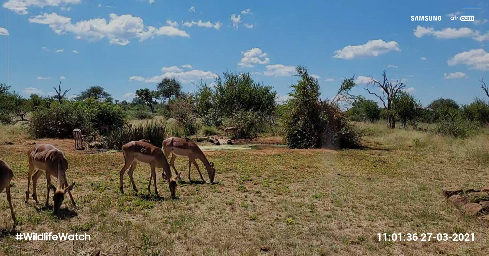 Wildlife Watch images taken with Galaxy S20 FE