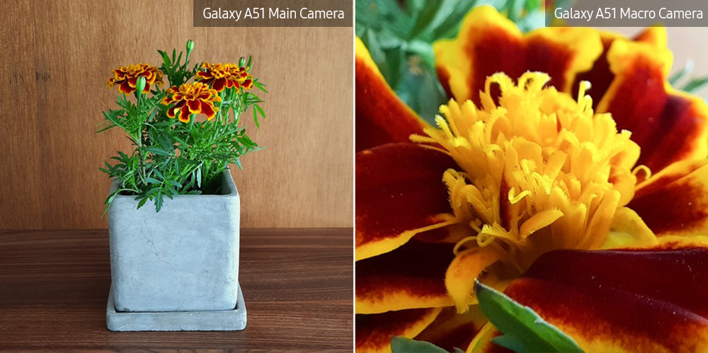 galaxy a51 macro lens plant